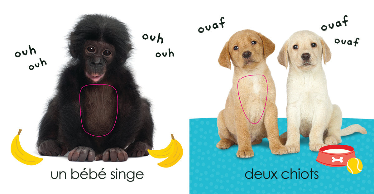 Apprendre avec Scholastic : Touche à tout : Bébés animaux